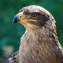 ZooFalknerei Neunkirchen